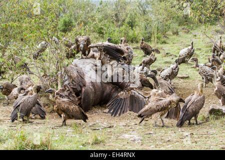 Kenya, Masai Mara, vautour blanc (Gyps africanus) et Rueppell's Griffon (Gyps rueppellii), sur une charogne Banque D'Images