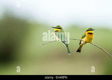 Kenya, Masai Mara, Little Bee eater (Merops pusillus), couple eating une libellule Banque D'Images