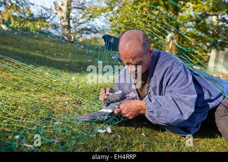 France, Pyrénées Atlantiques, Pays Basque, Lanne en Baretous, filets filets cage pour capturer des ramiers, oiseaux pris dans les filets Banque D'Images