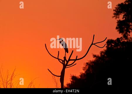 Brésil, Mato Grosso, région du Pantanal, Héron Cocoi (Ardea cocoi), au coucher du soleil Banque D'Images