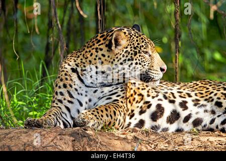 Brésil, Mato Grosso, région du Pantanal, Jaguar (Panthera onca), de détente au bord d'une rivière Banque D'Images