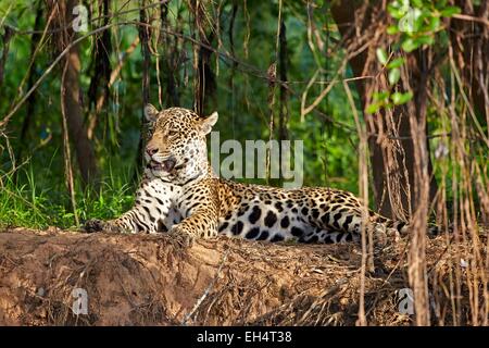 Brésil, Mato Grosso, région du Pantanal, Jaguar (Panthera onca), de détente au bord d'une rivière Banque D'Images