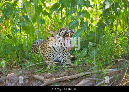 Brésil, Mato Grosso, région du Pantanal, Jaguar (Panthera onca), de détente au bord d'une rivière Banque D'Images