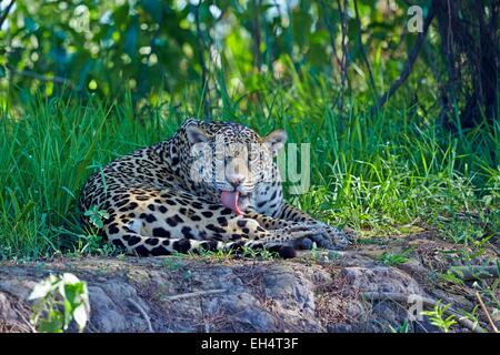 Brésil, Mato Grosso, région du Pantanal, Jaguar (Panthera onca), de détente au bord d'une rivière, le toilettage Banque D'Images