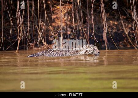 Brésil, Mato Grosso, région du Pantanal, Jaguar (Panthera onca), marcher dans l'eau ou la natation Banque D'Images