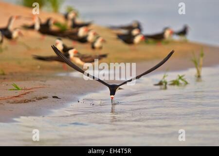 Brésil, Mato Grosso, région du Pantanal, Noir (Rynchops niger) Skimmer, pêche en vol Banque D'Images