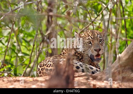 Brésil, Mato Grosso, région du Pantanal, Jaguar (Panthera onca), de détente au bord d'une rivière Banque D'Images