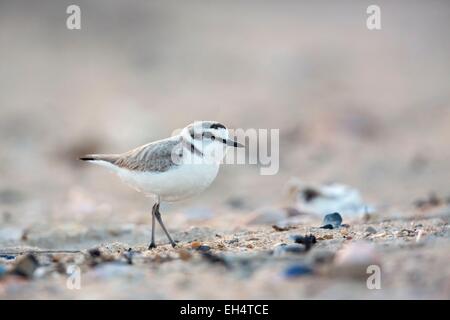 France, Vendée, île de Noirmoutier, Gravelot (Charadrius alexandrinus), Banque D'Images