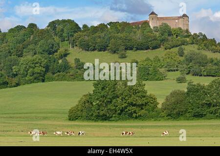 France, Doubs, Château de Belvoir, le pâturage des vaches vaches montbéliardes exclusivement Banque D'Images