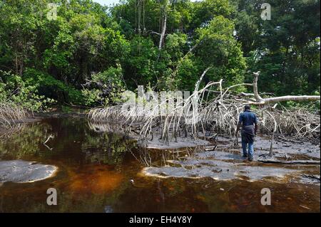 Le Gabon, Ogooue-Maritime Province, le Parc National de Loango, mangrove, de l'embouchure de la lagune Iguela Banque D'Images