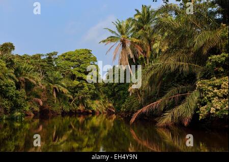 Le Gabon, Ogooue-Maritime Province, l'une des nombreuses rivières du Fernan Vaz (lagune Nkomi) Banque D'Images