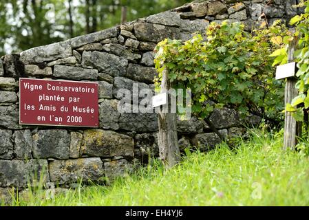 France, Doubs, Lods, étiqueté Les Plus Beaux Villages de France (Les Plus Beaux Villages de France), vigne Conservatoire Banque D'Images