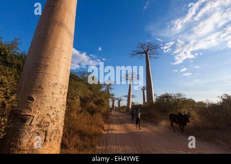 Madagascar, région de Menabe, Morondava, villageois et zébu dans l'allée des baobabs, les Baobabs Grandidier (Adansonia grandidieri) Banque D'Images