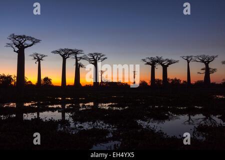 Madagascar, région de Menabe, Morondava, coucher de soleil sur l'allée des baobabs, les Baobabs Grandidier (Adansonia grandidieri) Banque D'Images