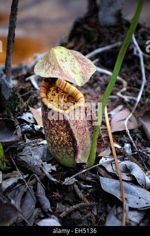 La Malaisie, Bornéo, Sarawak, parc national de Bako, sarracénie, plante carnivore Banque D'Images