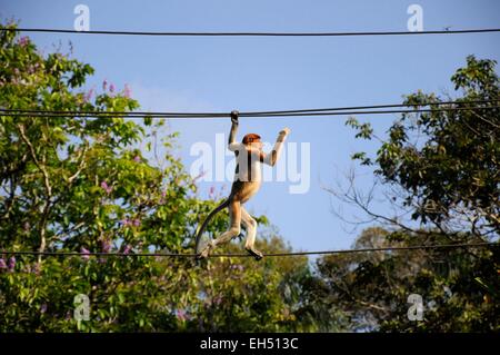 La Malaisie, Bornéo, Sarawak, parc national de Bako, Proboscis Monkey sur les câbles électriques Banque D'Images