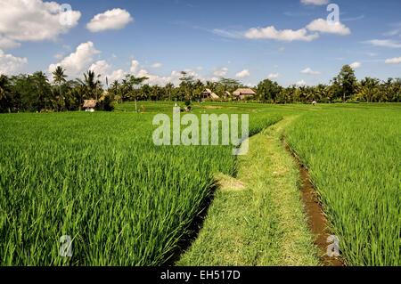 L'Indonésie, Nusa Tenggara, Bali, Ubud, champs de riz Banque D'Images