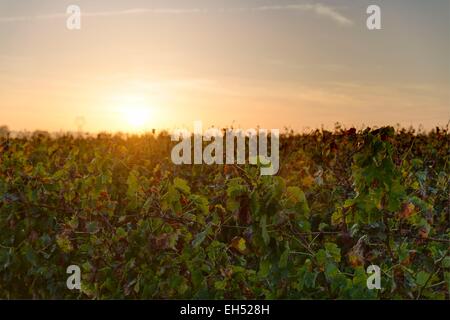 France, Gironde, Saint Aubin de Blaye, le vignoble et le paysage autour du village Banque D'Images