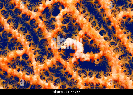 Hippocampe pygmée Hippocampe, Denise, sur une mer d'orange ventilateur. Banque D'Images