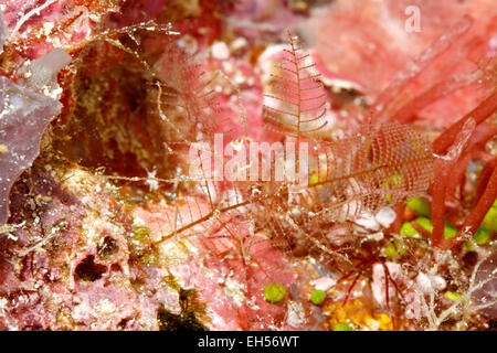 Pycnogonid, ou la mer, camouflée araignée sur un hydroïde. Banque D'Images