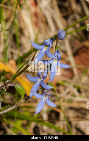 Lobelia gibbosa, Bleu Lobelia, Belgrave Sud, Victoria, Australie Banque D'Images