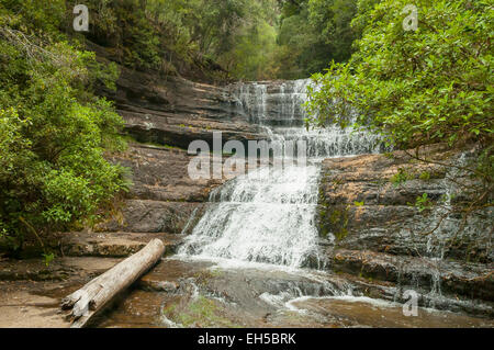 Lady Barron Falls, Mt Field NP, Tasmanie, Australie Banque D'Images