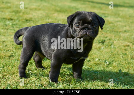 Chiot Carlin noir Banque D'Images