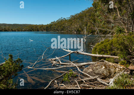 Lake Dobson, Mt Field NP, Tasmanie, Australie Banque D'Images