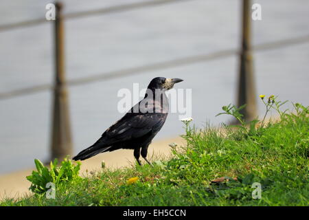 European crow (corvus frugilegus) debout dans l'herbe verte Banque D'Images