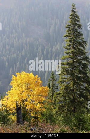 Belle érable dans la montagne parmi les sapins Banque D'Images