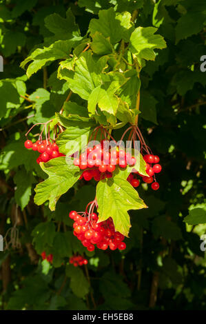 Viburnum opulus, Guelder Rose dans les jardins botaniques de Tasmanie, Hobart, Tasmanie, Australie Banque D'Images