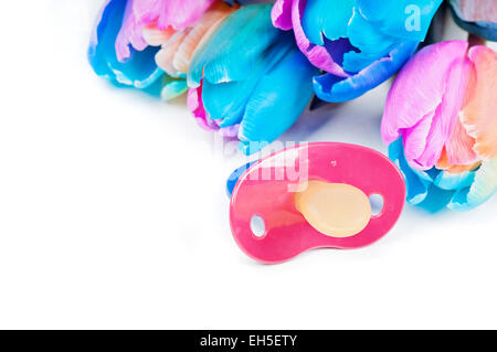 Tulipes multicolores avec sucette Banque D'Images