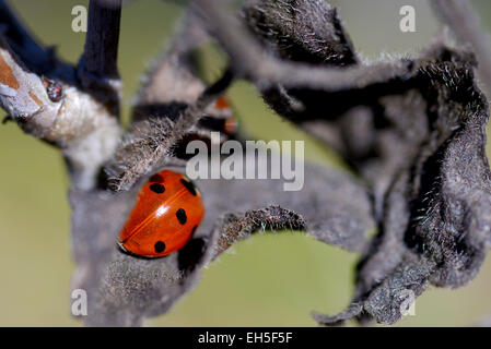 Coccinelle rouge reposant sur une journée de printemps chaude Banque D'Images