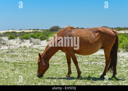 Spanish mustang Wild horse sur les dunes en Caroline du Nord Banque D'Images