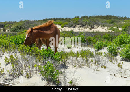 Spanish mustang Wild horse sur les dunes en Caroline du Nord Banque D'Images