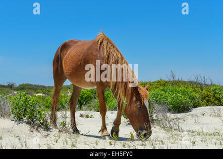 Spanish mustang Wild horse sur les dunes en Caroline du Nord Banque D'Images