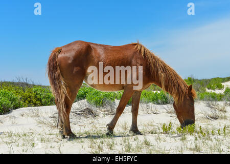 Spanish mustang Wild horse sur les dunes en Caroline du Nord Banque D'Images