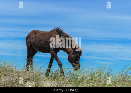 Spanish mustang Wild horse sur les dunes en Caroline du Nord Banque D'Images
