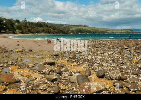 Les huîtres à Virginia Beach, Dennes Point, Bruny Island Banque D'Images