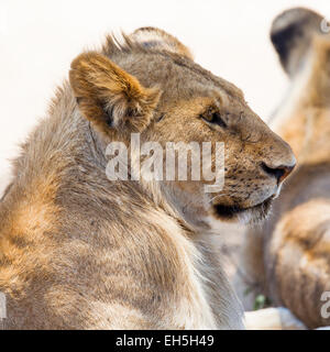 C'est lion à Serengeti Banque D'Images