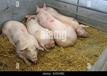 Quatre porcs portant sur la paille dans un stylo en métal. Banque D'Images