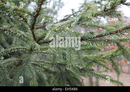 Branches de couleur vert lumineux sapin avec crystal gouttes de pluie printemps briller sur les aiguilles Banque D'Images