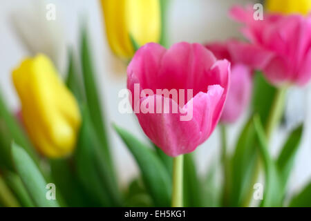 Bouquet de tulipes sur fond blanc Banque D'Images