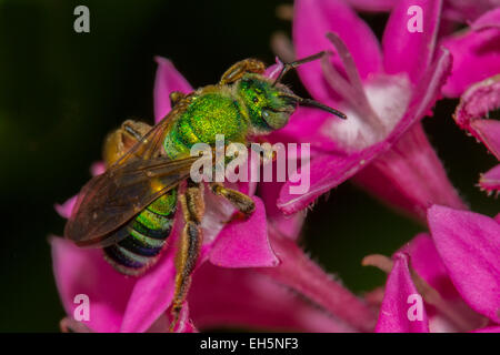 Libre de vert ou Sweet bee du genre Agapostemon sur fleurs roses Banque D'Images