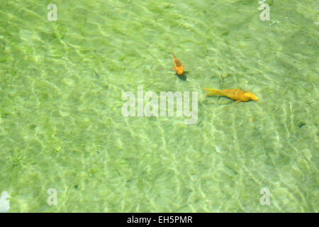 Poissons carpes nagent dans la piscine. Banque D'Images