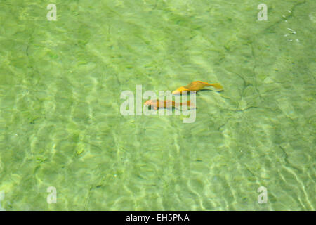 Poissons carpes nagent dans la piscine. Banque D'Images