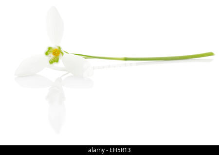 Snowdrop Galanthus nivalis (Commun) Banque D'Images