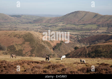 Poneys Welsh Mountain sauvages sur le long Mynd, Shropshire. Banque D'Images