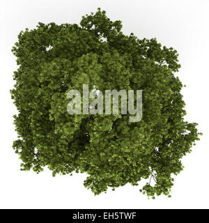 Vue de dessus de l'arbre d'érable terrain isolé sur fond blanc Banque D'Images