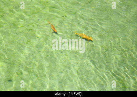 Poissons carpes nagent dans la piscine. Banque D'Images